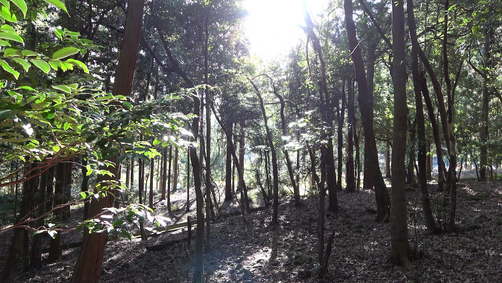 キャンプの薪拾いで見つけた森の光景
